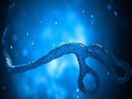 Scientists Triple Number Of Viruses Found In Oceans Scientists Triple Number Of Viruses Found In Oceans
