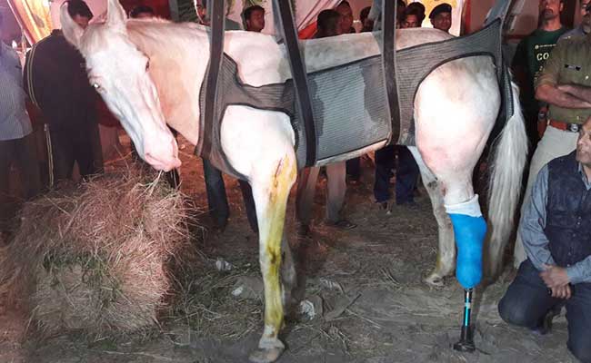 Shaktiman The Horse Shows 'Good Sign of Recovery'