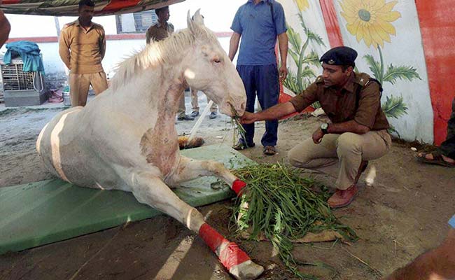 घोड़े 'शक्तिमान' को घायल करने के आरोप में गिरफ्तार भाजपा विधायक को जमानत मिली