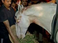 Operation Successful, Shaktiman The Horse Stands on Prosthetic Leg