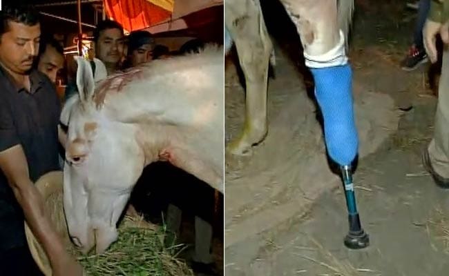 बीजेपी के प्रदर्शन के दौरान घायल हुए घोड़े 'शक्तिमान' का पैर काटना पड़ा