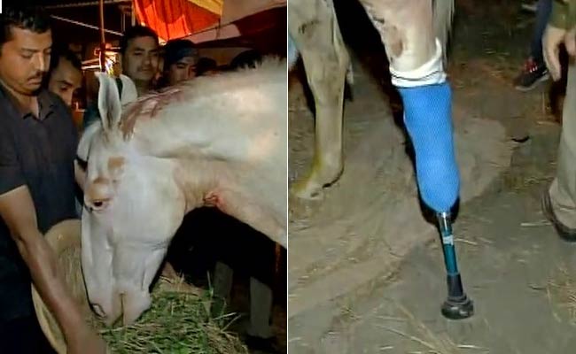 Virat Kohli Says 'Shocked, Disgusted' By Attack on Horse Shaktiman