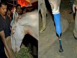 बीजेपी के प्रदर्शन के दौरान घायल हुए घोड़े 'शक्तिमान' का पैर काटना पड़ा बीजेपी के प्रदर्शन के दौरान घायल हुए घोड़े 'शक्तिमान' का पैर काटना पड़ा