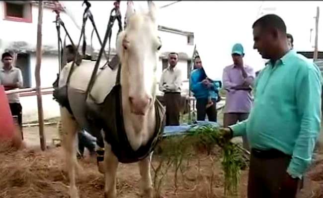 With Help From Home And Abroad, Police Horse Shaktiman On Road To Recovery
