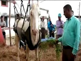 Shaktiman The Horse Was 'Police Officer On Duty', Says Minister Maneka Gandhi Shaktiman The Horse Was 'Police Officer On Duty', Says Minister Maneka Gandhi