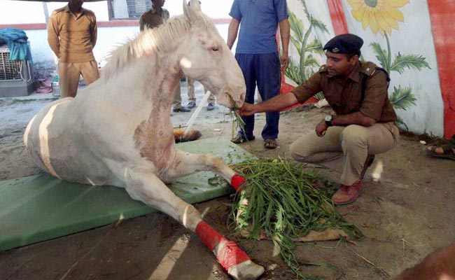 Man Arrested For Causing Shaktiman The Horse's Fall At BJP Protest