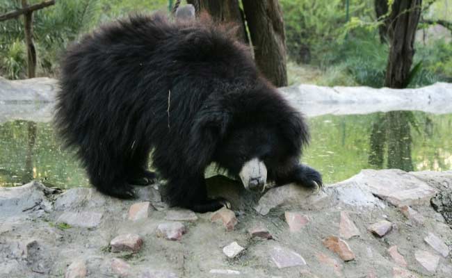 Sloth Bears To Be Introduced In Rajasthan's Sariska Tiger Reserve