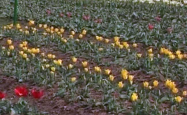 Early Bloom In Srinagar Tulip Garden, Asia's Largest