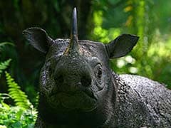 First Contact In Decades With Rare Rhino In Indonesia's Borneo
