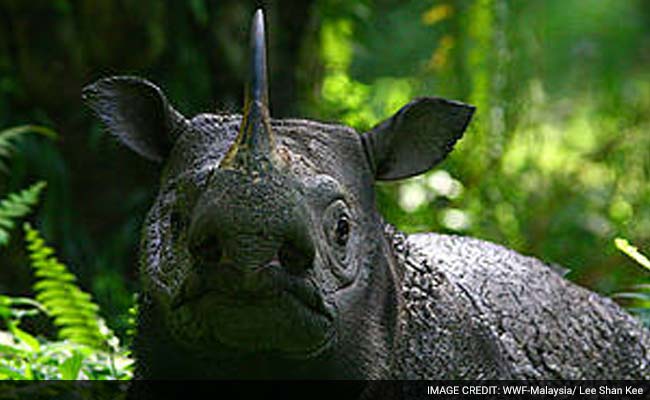 First Contact In Decades With Rare Rhino In Indonesia's Borneo