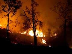 1 Arrested For Forest Fires Around Kodaikanal In Tamil Nadu