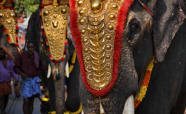 PETA Sends Notice To Kerala Government Over Captive Elephants Ownership