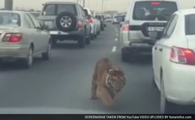 वायरल : एक्सप्रेसवे पर भारी ट्रैफिक के बीच जब एक बाघ कूद पड़ा और....