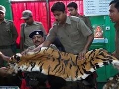 8-Foot Long Tiger Skin Seized In Bengal's Hashimara