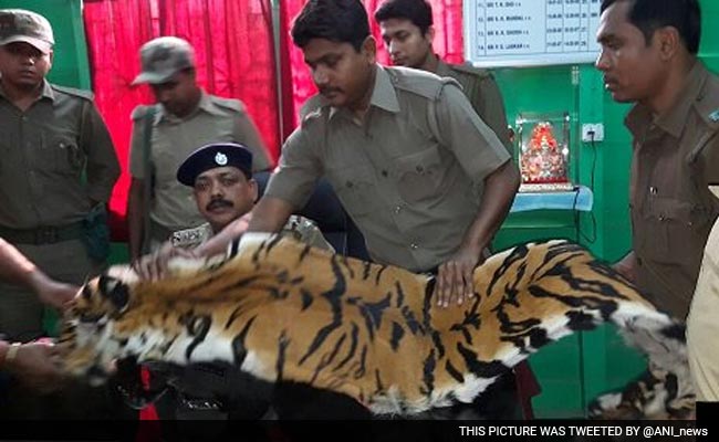 8-Foot Long Tiger Skin Seized In Bengal's Hashimara