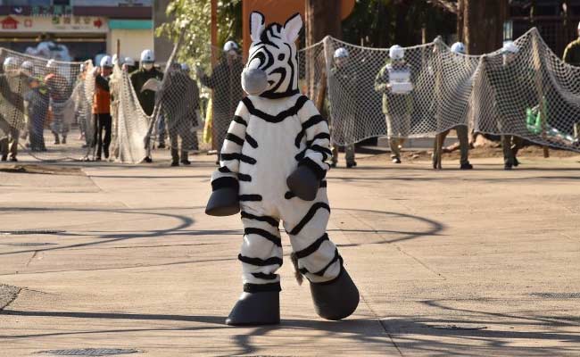 Runaway Zebra Dies In Japan After Golf Course Police Chase