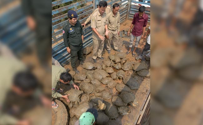 Cambodia Rescues Half Tonne Of Smuggled Tortoises, Pythons