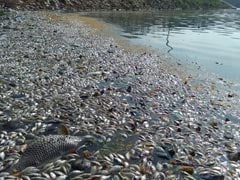 In New SOS From Bengaluru Lakes, Thousands And Thousands Of Dead Fish