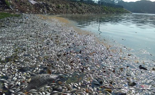 In New SOS From Bengaluru Lakes, Thousands And Thousands Of Dead Fish