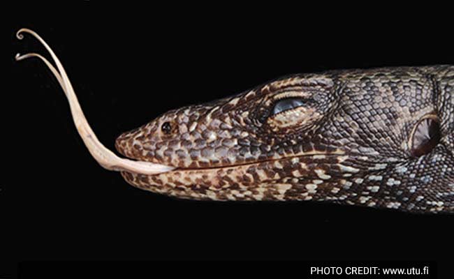 Lizard Chilling On Remote Island For A Million Years Just Discovered By Humans