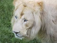 White Lion Shot Dead Near Canadian Capital