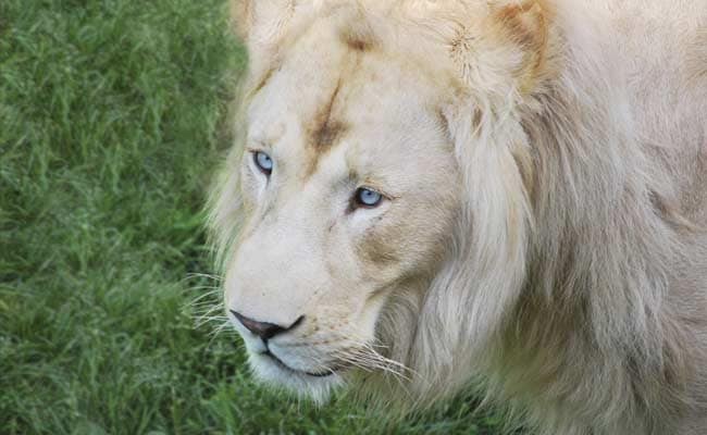 White Lion Shot Dead Near Canadian Capital