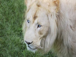 White Lion Shot Dead Near Canadian Capital White Lion Shot Dead Near Canadian Capital