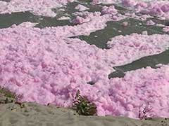 Pink Foam Flowing In The Yamuna Is Toxic Industrial Waste