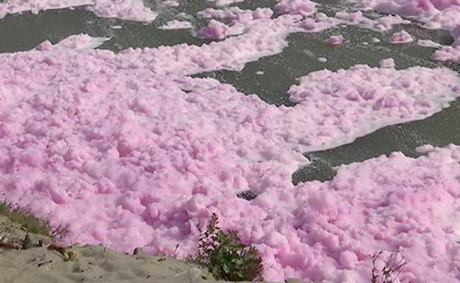 Pink Foam Flowing In The Yamuna Is Toxic Industrial Waste