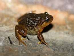 Frog With Yellow Eyebrows Discovered In Colombia Frog With Yellow Eyebrows Discovered In Colombia
