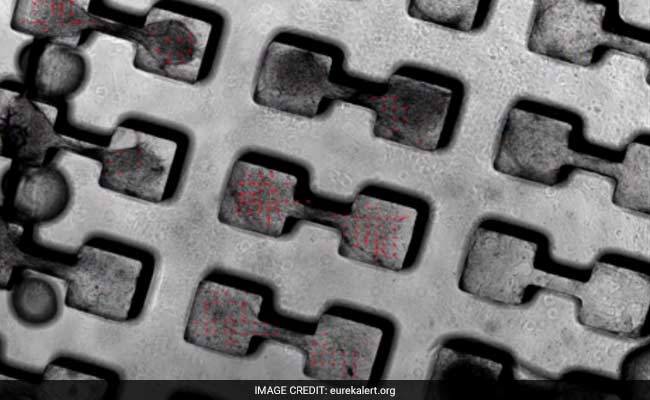 3D Micro-Heart Muscle Offers Cheaper Drug Tests