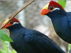 Now, See Animals, Birds Of Kolkata Zoo Live From Home
