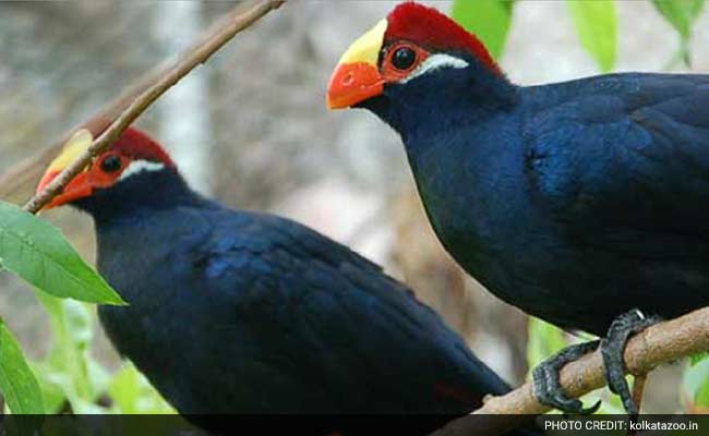 Now, See Animals, Birds Of Kolkata Zoo Live From Home