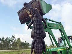 'It Was A Monster': Hunters Kill Enormous 800-Pound Alligator That Was Feasting On Farm Cattle