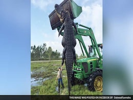 'It Was A Monster': Hunters Kill Enormous 800-Pound Alligator That Was Feasting On Farm Cattle 'It Was A Monster': Hunters Kill Enormous 800-Pound Alligator That Was Feasting On Farm Cattle
