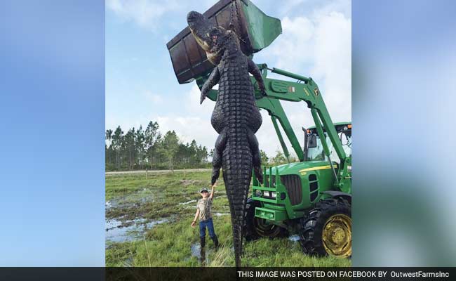 'It Was A Monster': Hunters Kill Enormous 800-Pound Alligator That Was Feasting On Farm Cattle