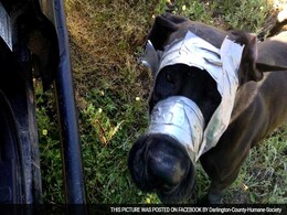 'We Are Horrified!': Dog Found Abandoned And Abused, With Mouth Duct-Taped Shut 'We Are Horrified!': Dog Found Abandoned And Abused, With Mouth Duct-Taped Shut