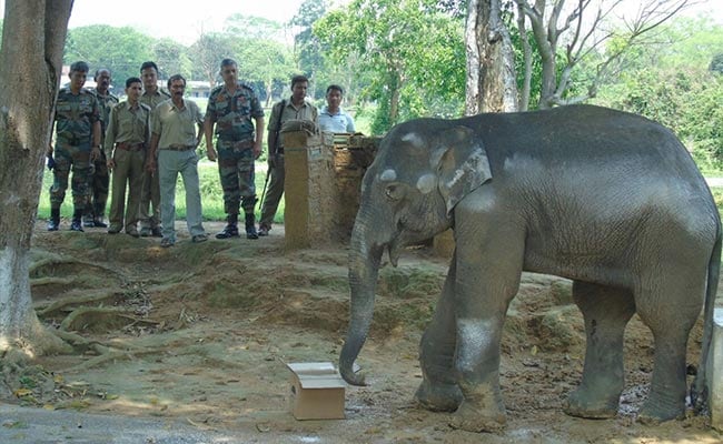 नाले में गिरा मां से बिछुड़ा हुआ हाथी का बच्चा, सेना ने बचाई जान