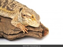 These Dozing 'Dragons' Could Change How We Think About Sleep These Dozing 'Dragons' Could Change How We Think About Sleep