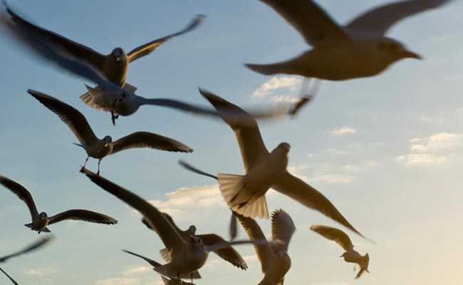 Man Held With More Than 50 Protected Birds In Meerut
