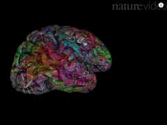 A Brand New 'Atlas' Shows Where Different Ideas Live In Our Brains