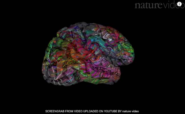 A Brand New 'Atlas' Shows Where Different Ideas Live In Our Brains