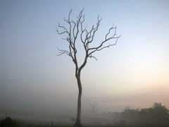 Brazil Losing Forest The Size Of Two Football Fields Per Minute