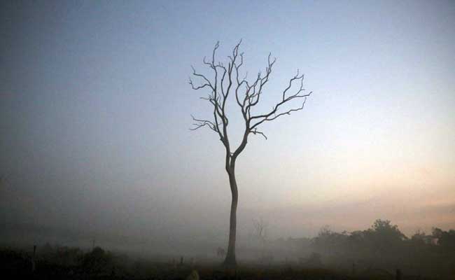 Brazil Losing Forest The Size Of Two Football Fields Per Minute