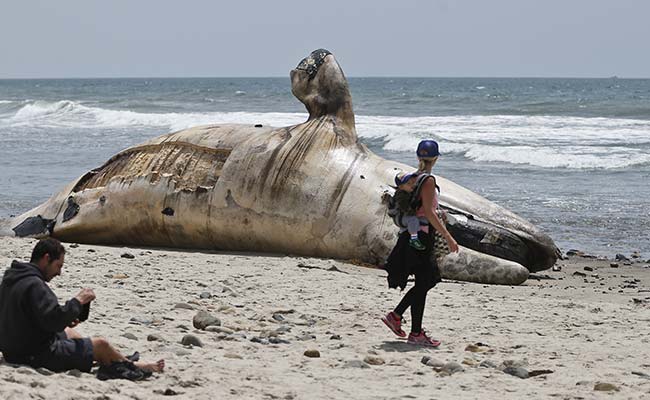 How Do You Remove A 40-Foot, 30-Ton Whale From A Beach?