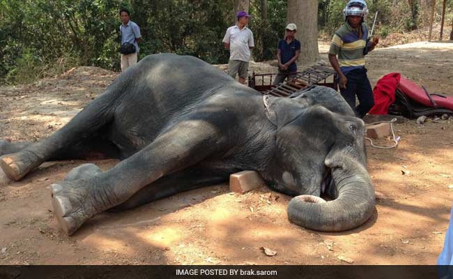 Cambodia Firm To Reduce Elephant Work Hours After Heatstroke Death