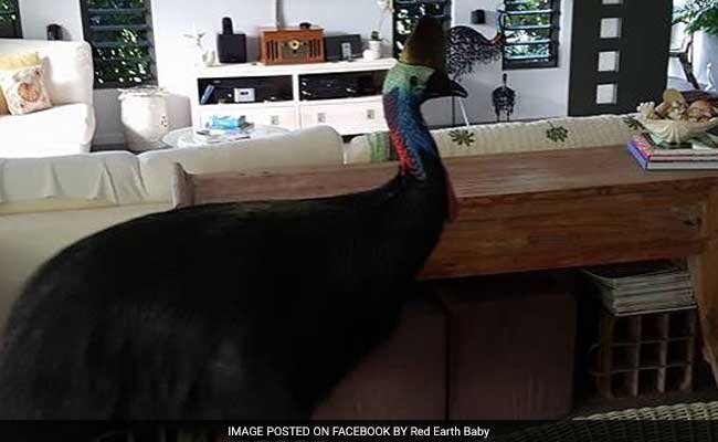 Couple Ran For Cover From The Giant Bird In Their living Room