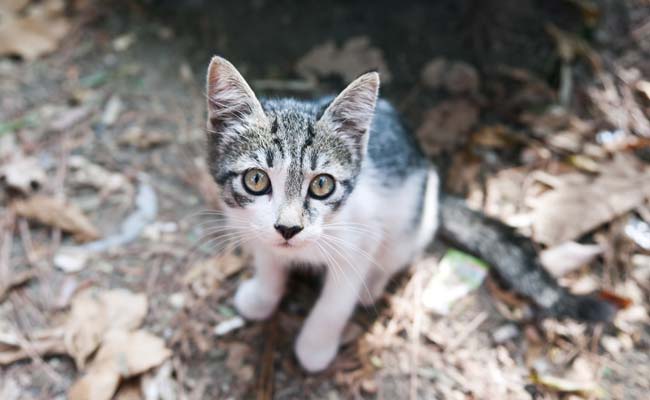 Woman, Friends Set Cat On Fire After It Crosses Road In UP, Case Filed Woman, Friends Set Cat On Fire After It Crosses Road In UP, Case Filed