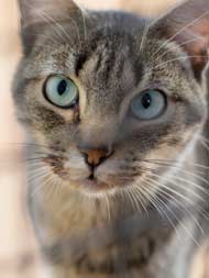 Chinese Man Offers Life Savings To Any Stranger Willing To Care For His Cat