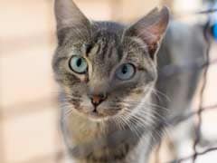 UK Pet Cat Tests Positive, No Evidence It Can Spread COVID, Say Doctors
